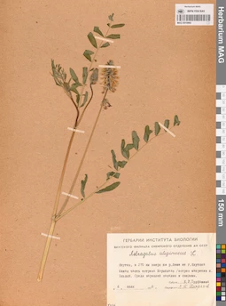 MAG 0010960