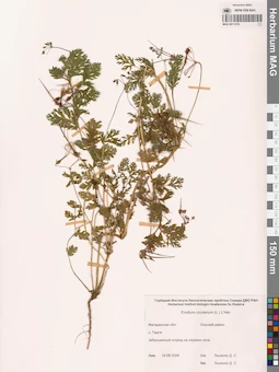 MAG 0011019