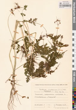 MAG 0011021