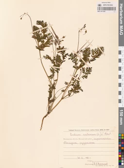MAG 0011024