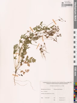 MAG 0011026