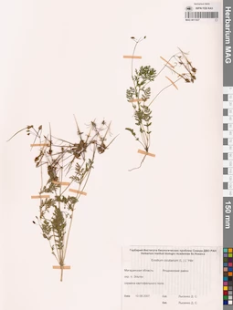 MAG 0011027