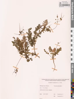 MAG 0011030