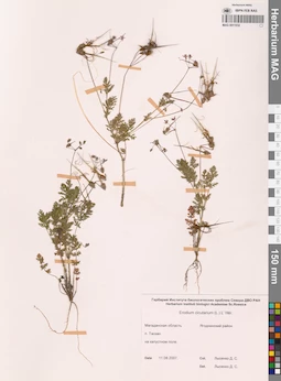 MAG 0011032