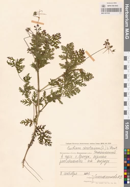 MAG 0011033