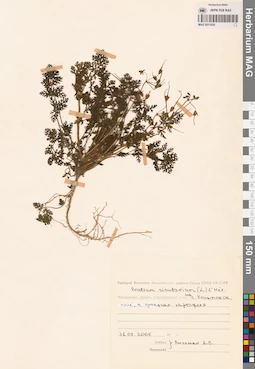 MAG 0011035