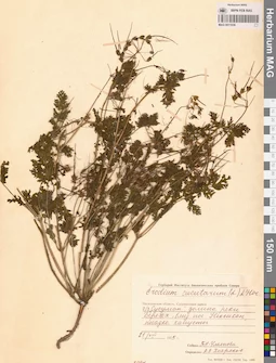 MAG 0011036