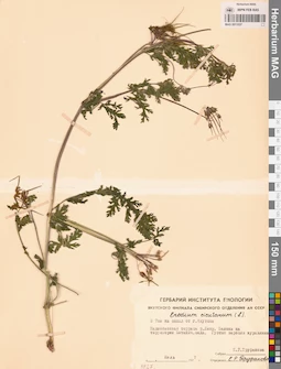 MAG 0011037