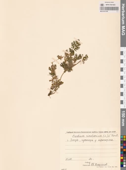 MAG 0011038