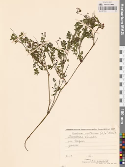 MAG 0011040