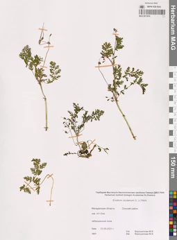 MAG 0013916