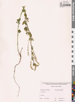 MAG 0006781