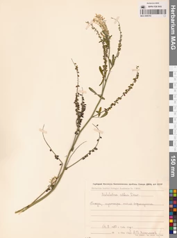 MAG 0006783