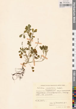 MAG 0010725