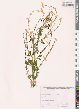 MAG 0010726