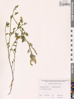 MAG 0010729