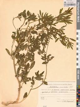 MAG 0010736
