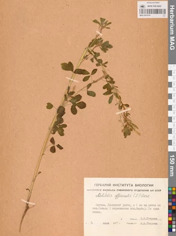 MAG 0010741