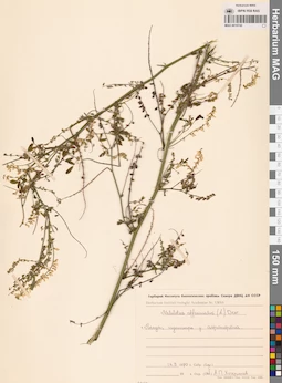 MAG 0010742