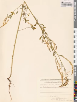MAG 0010743