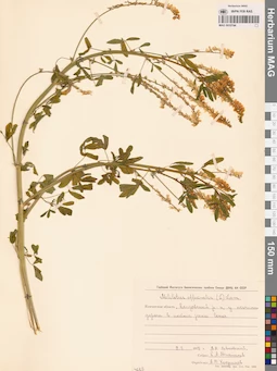 MAG 0010744