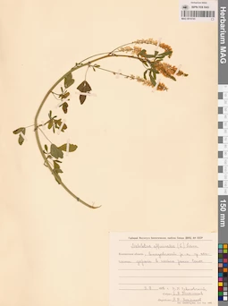 MAG 0010745