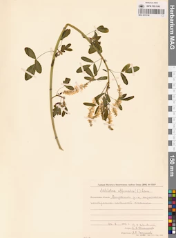 MAG 0010746