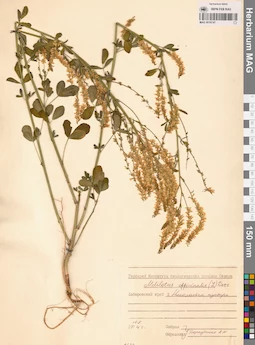 MAG 0010747