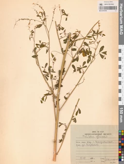 MAG 0010749