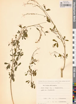 MAG 0010750