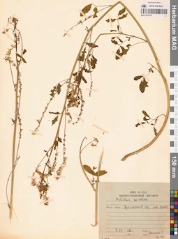 MAG 0010751