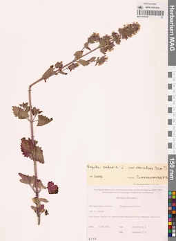 MAG 0016392