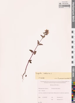 MAG 0016393