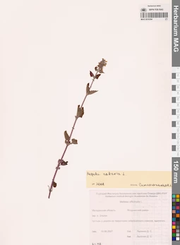 MAG 0016394