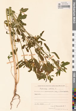 MAG 0016419