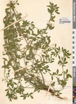 MAG 0016420