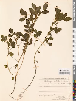 MAG 0016422