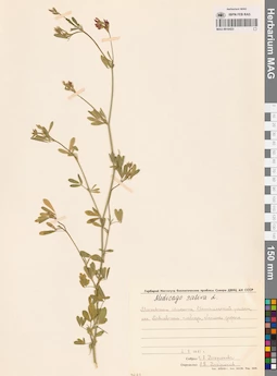 MAG 0016423