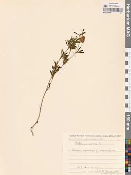 MAG 0006605
