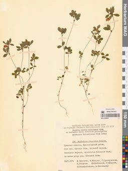 MAG 0006607