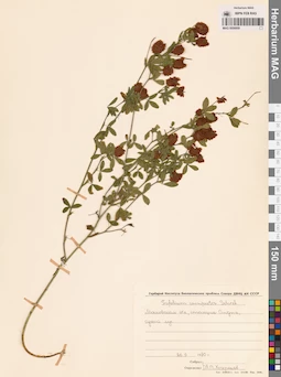 MAG 0006609