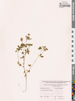 MAG 0006612