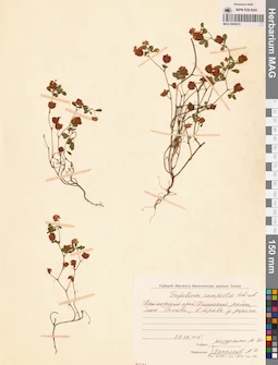 MAG 0006615
