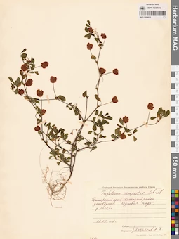 MAG 0006618