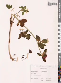 MAG 0006623