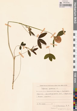 MAG 0006624