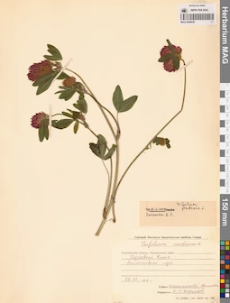 MAG 0006630