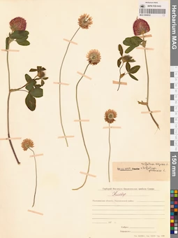 MAG 0006632