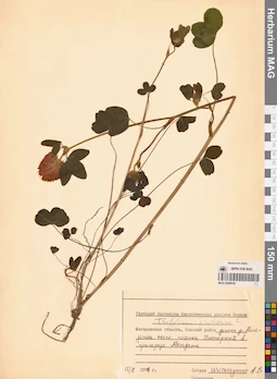 MAG 0006636