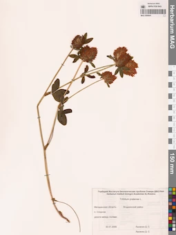 MAG 0006641